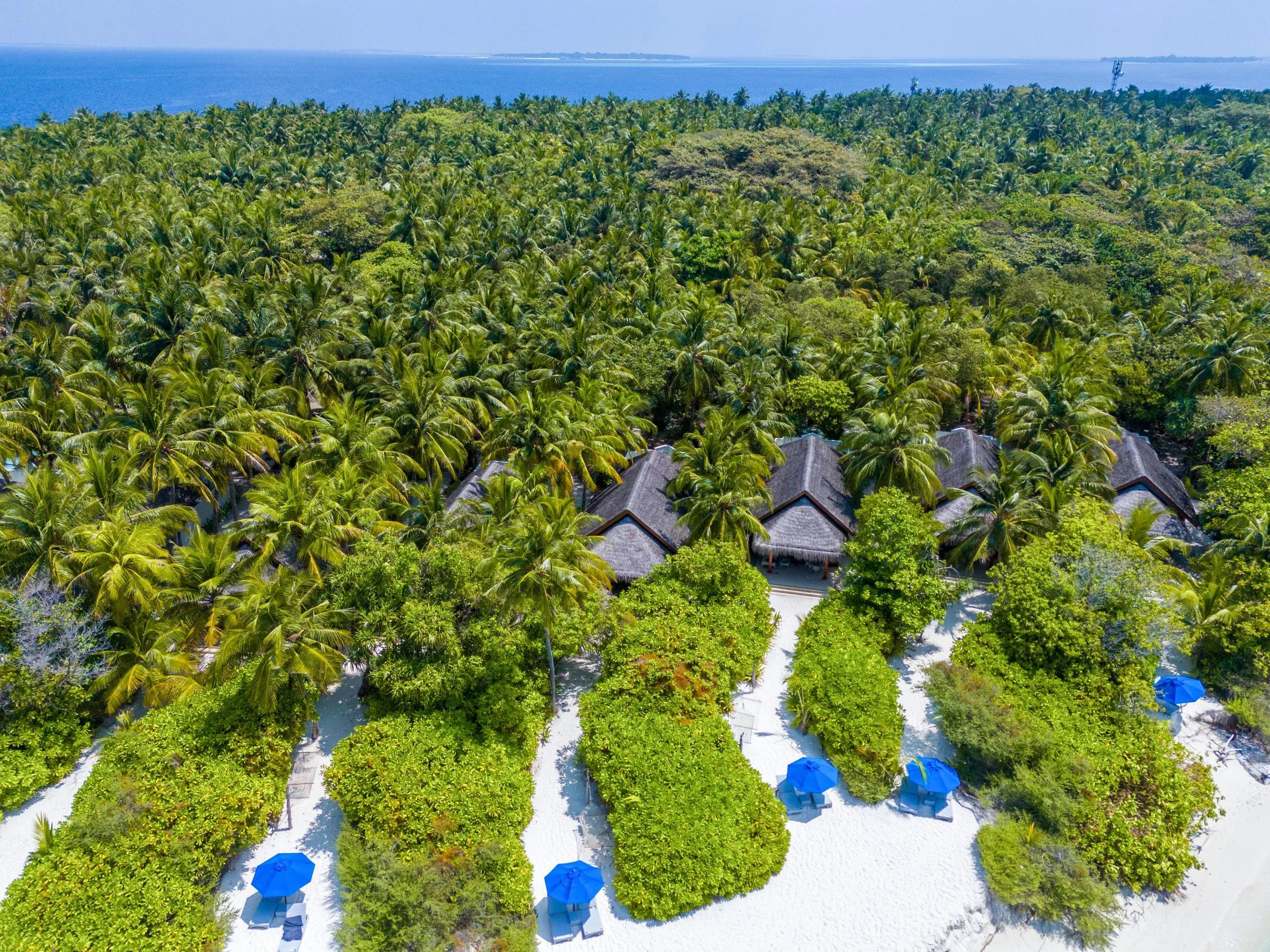 A low aerial view of Dusit Thani Maldives' beachfront villas among palm trees — the resort has not published dedicated photography for the Beach Plunge Pool Villa
