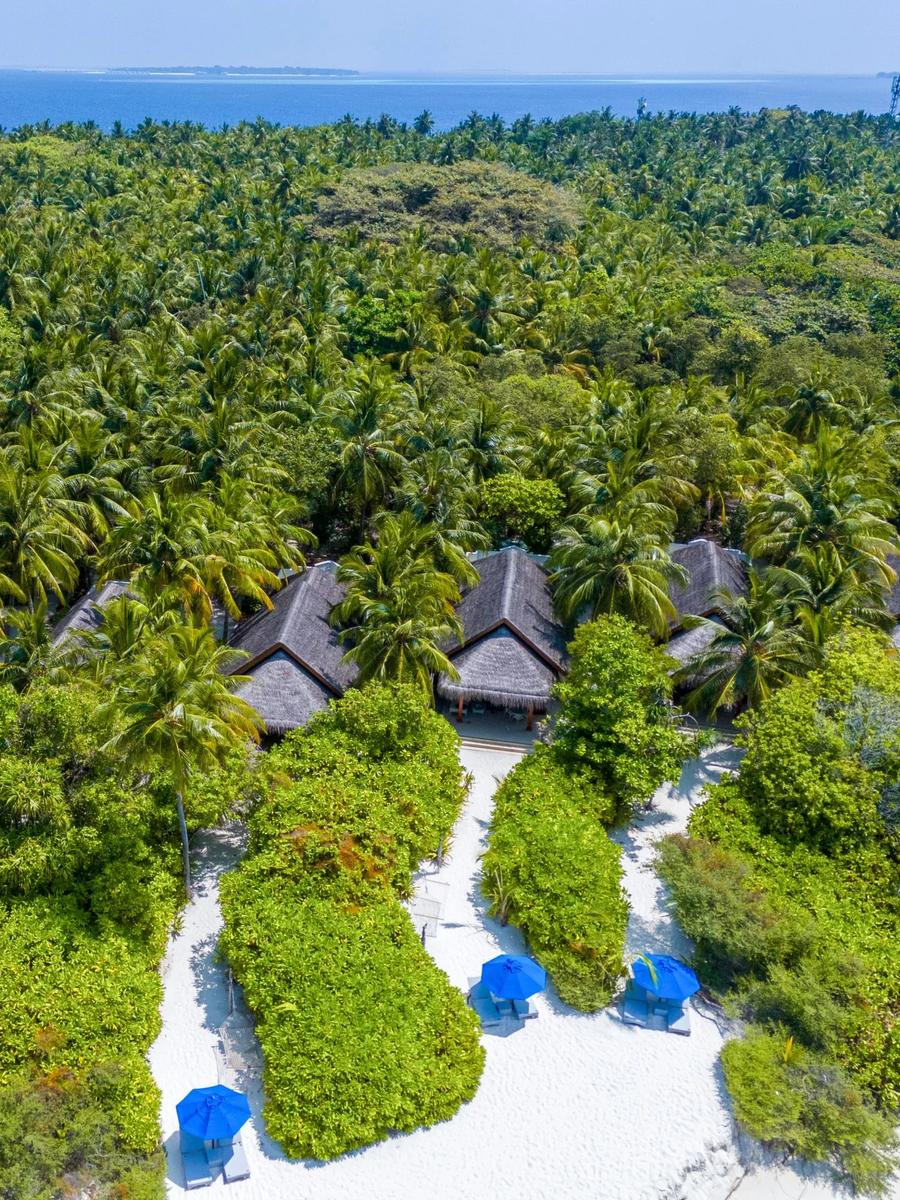 A low aerial view of Dusit Thani Maldives' beachfront villas among palm trees — the resort has not published dedicated photography for the Beach Plunge Pool Villa
