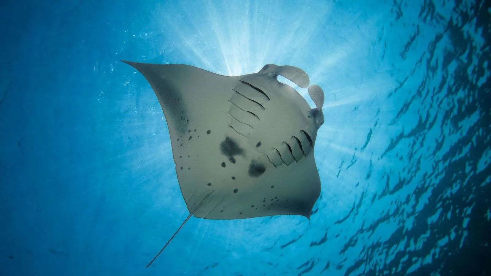 A reef manta ray in the waters around Hurawalhi, home to one of the world's largest known manta populations