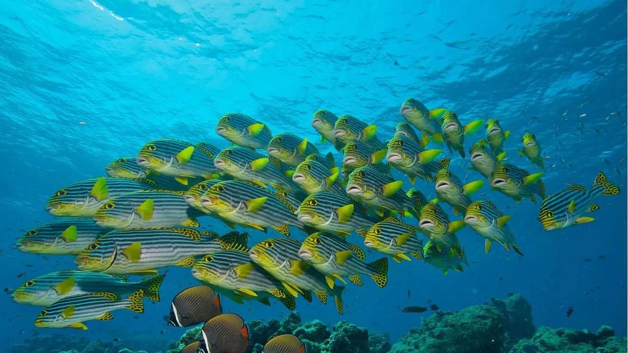 A school of striped sweetlips and butterflyfish over coral on Komandoo's house reef