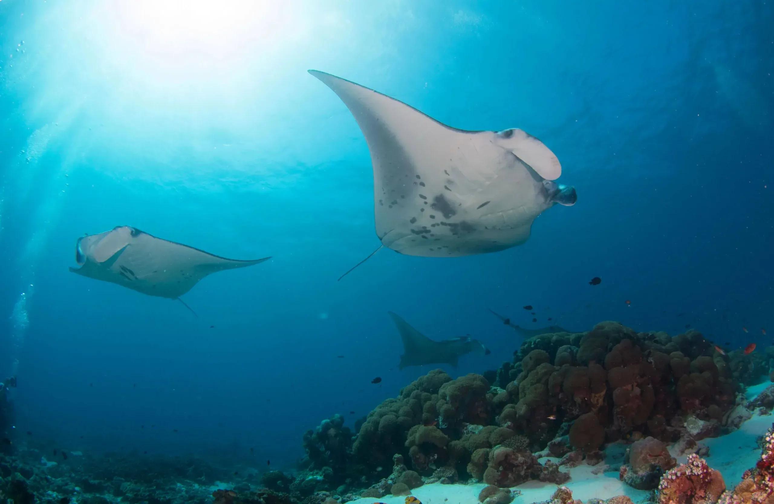 Two manta rays gliding over a coral reef, sunlight streaming down from the surface above