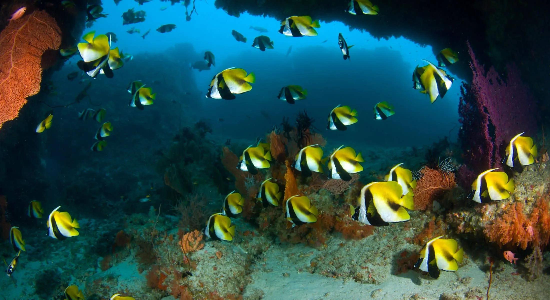 A school of yellow-and-black bannerfish swimming over a coral reef busy with soft coral and sea fans