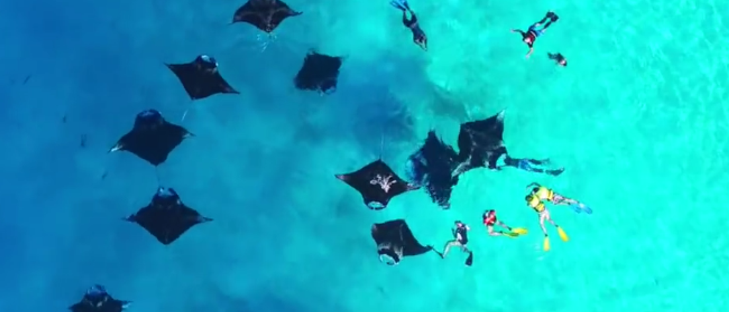 Hanifaru Bay Maldives: The Baa Atoll Manta Experience