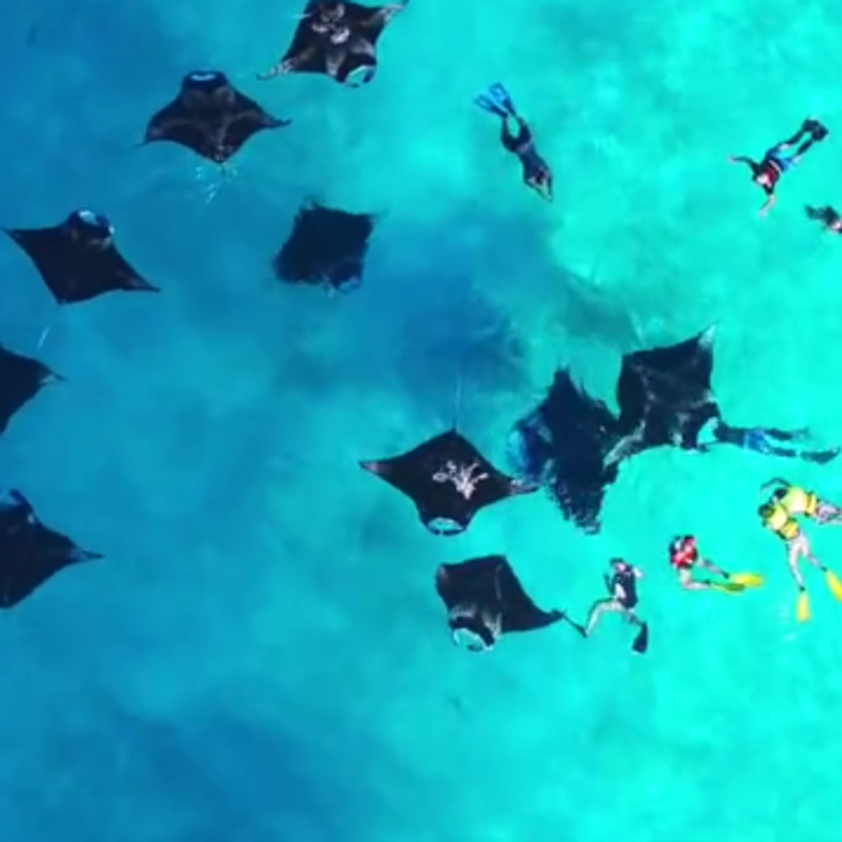 Hanifaru Bay Maldives: The Baa Atoll Manta Experience