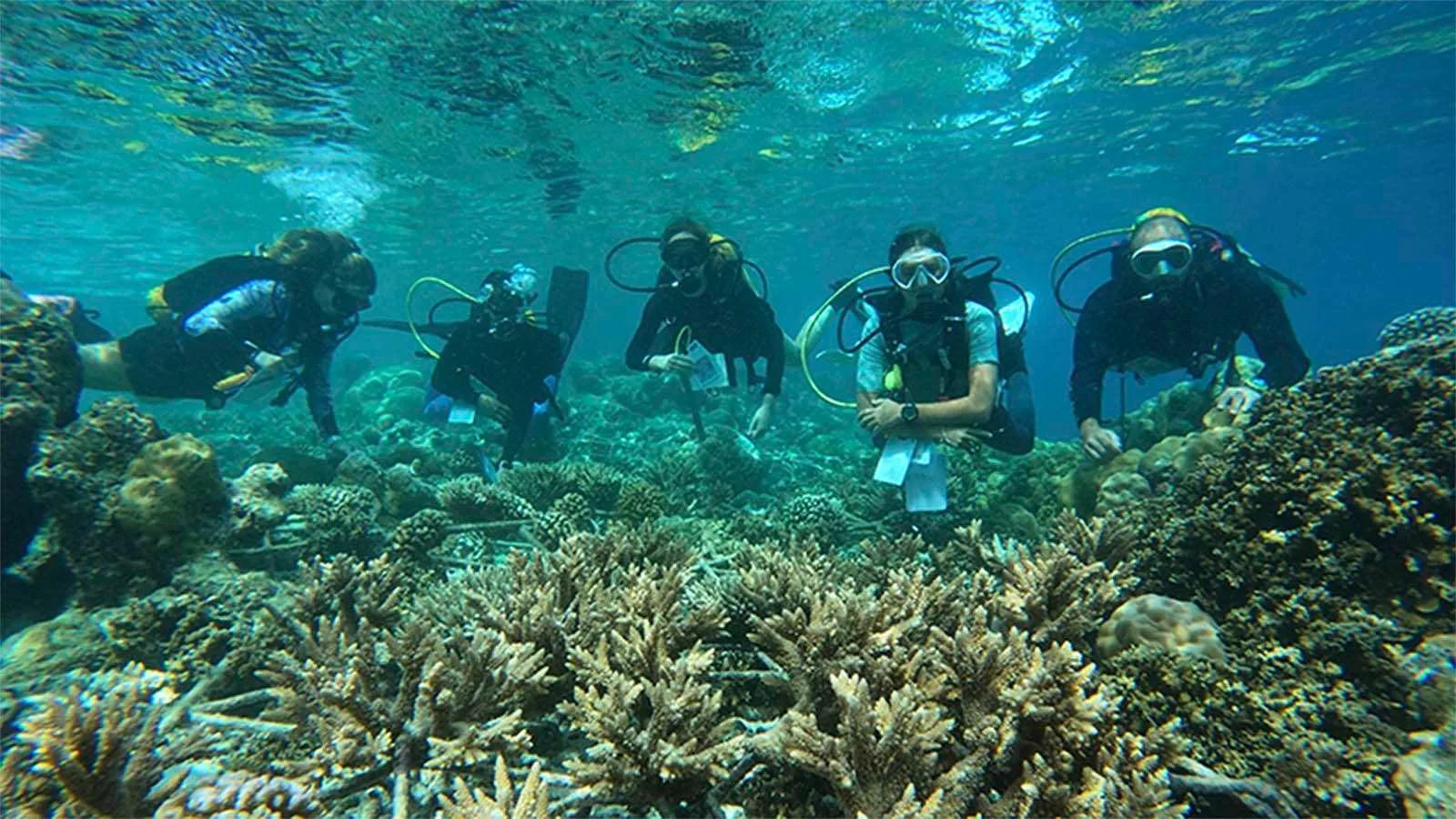 Divers with survey clipboards alongside a marine biologist over a coral reef, part of the Hurawalhi Marine Biology Centre's guided programme