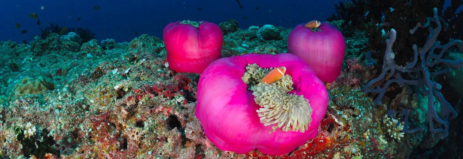 A clownfish sheltering in a sea anemone on Vilamendhoo's house reef