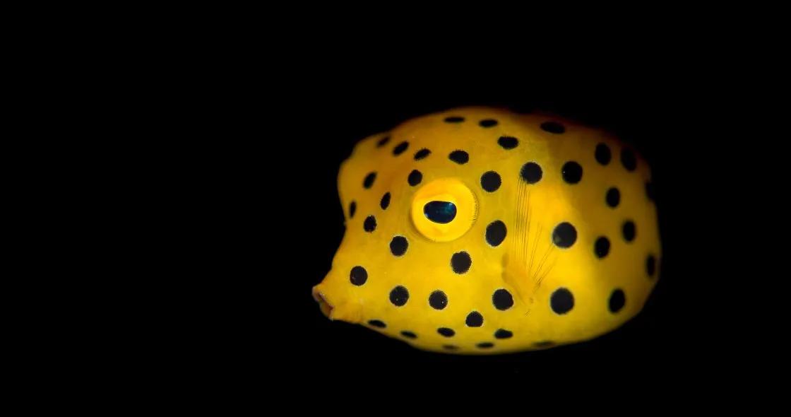 A yellow boxfish photographed against a dark background on a night snorkel