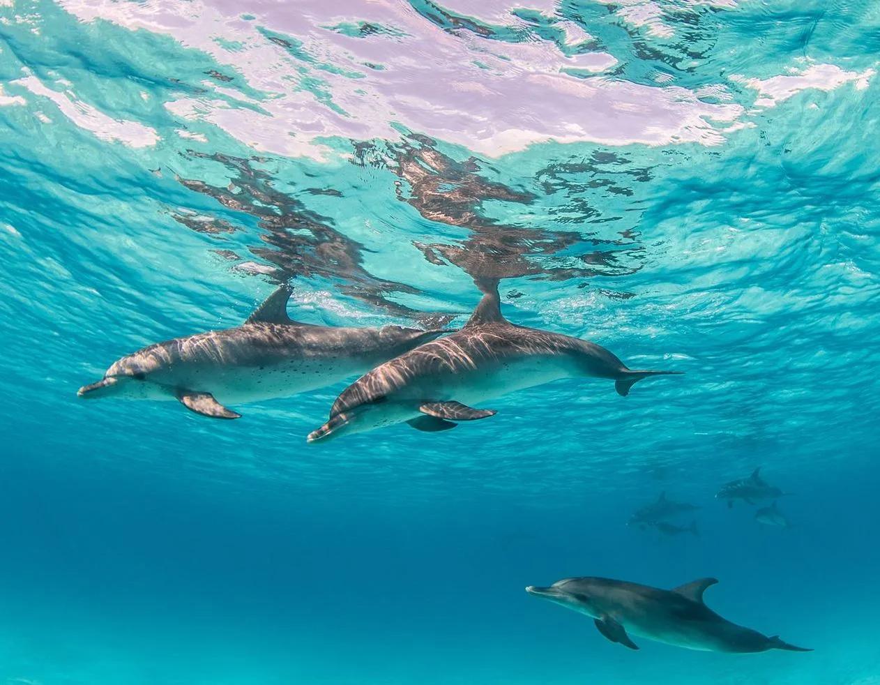 A pod of dolphins swimming in the waters off RAH GILI Maldives
