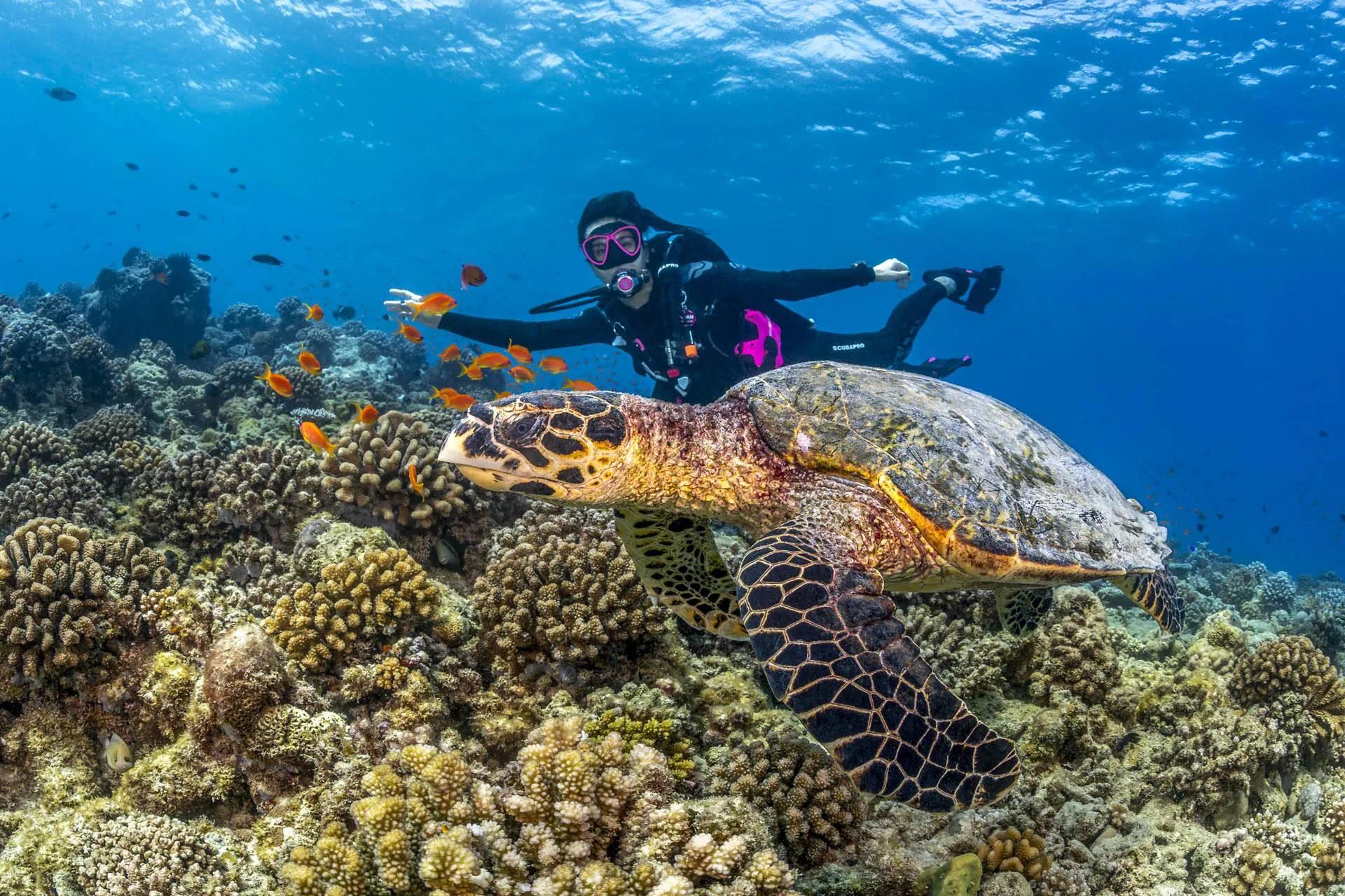 A scuba diver swimming beside a hawksbill turtle over a coral reef near Conrad Maldives Rangali