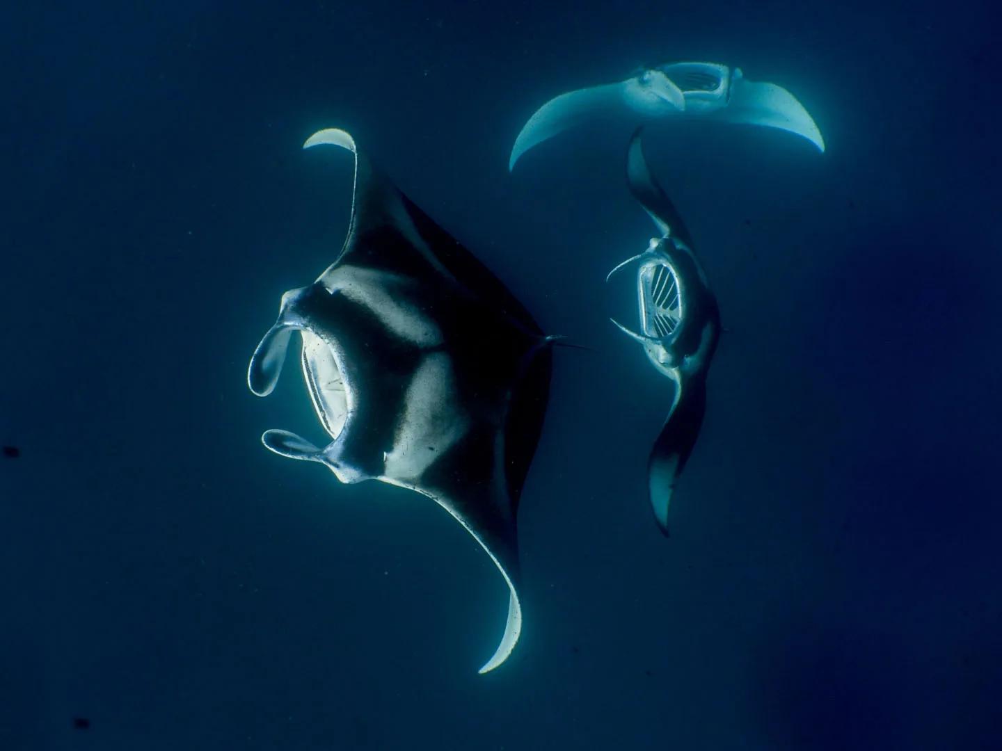 Two manta rays feeding in open water at Hanifaru Bay