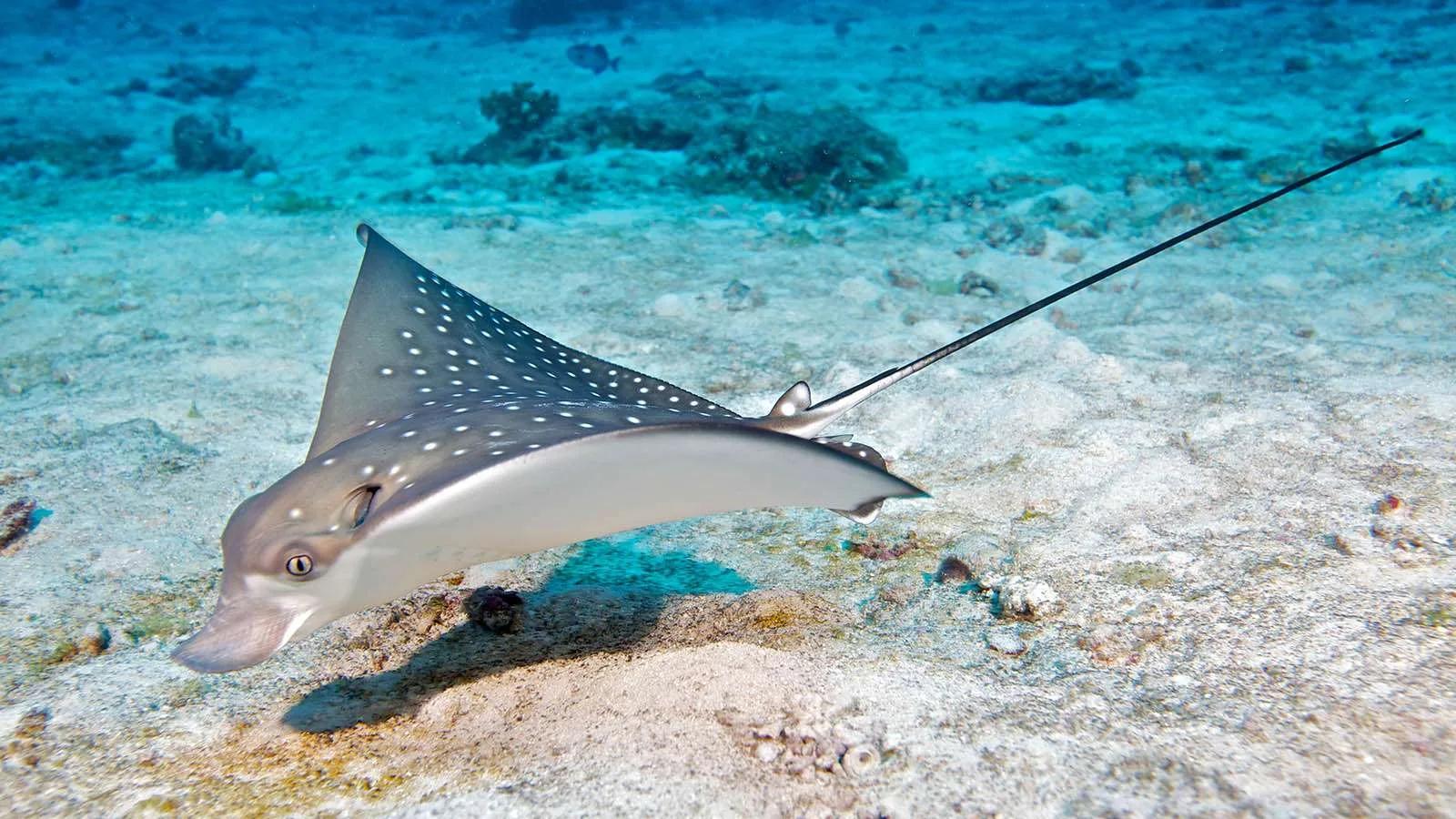 A spotted eagle ray gliding over the sandy sea floor near one of the island's dive sites
