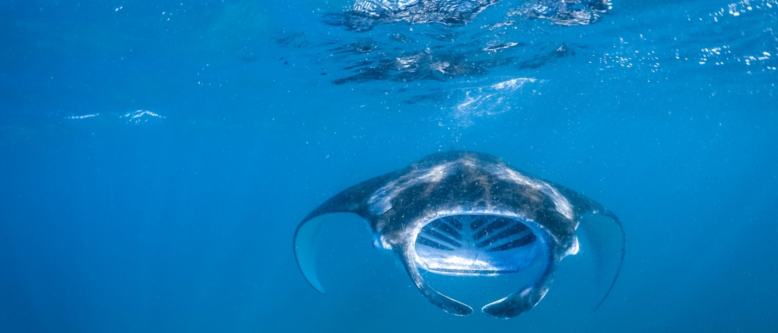 Baa Atoll Maldives: UNESCO Beauty, Mantas, and Mindful Luxury
