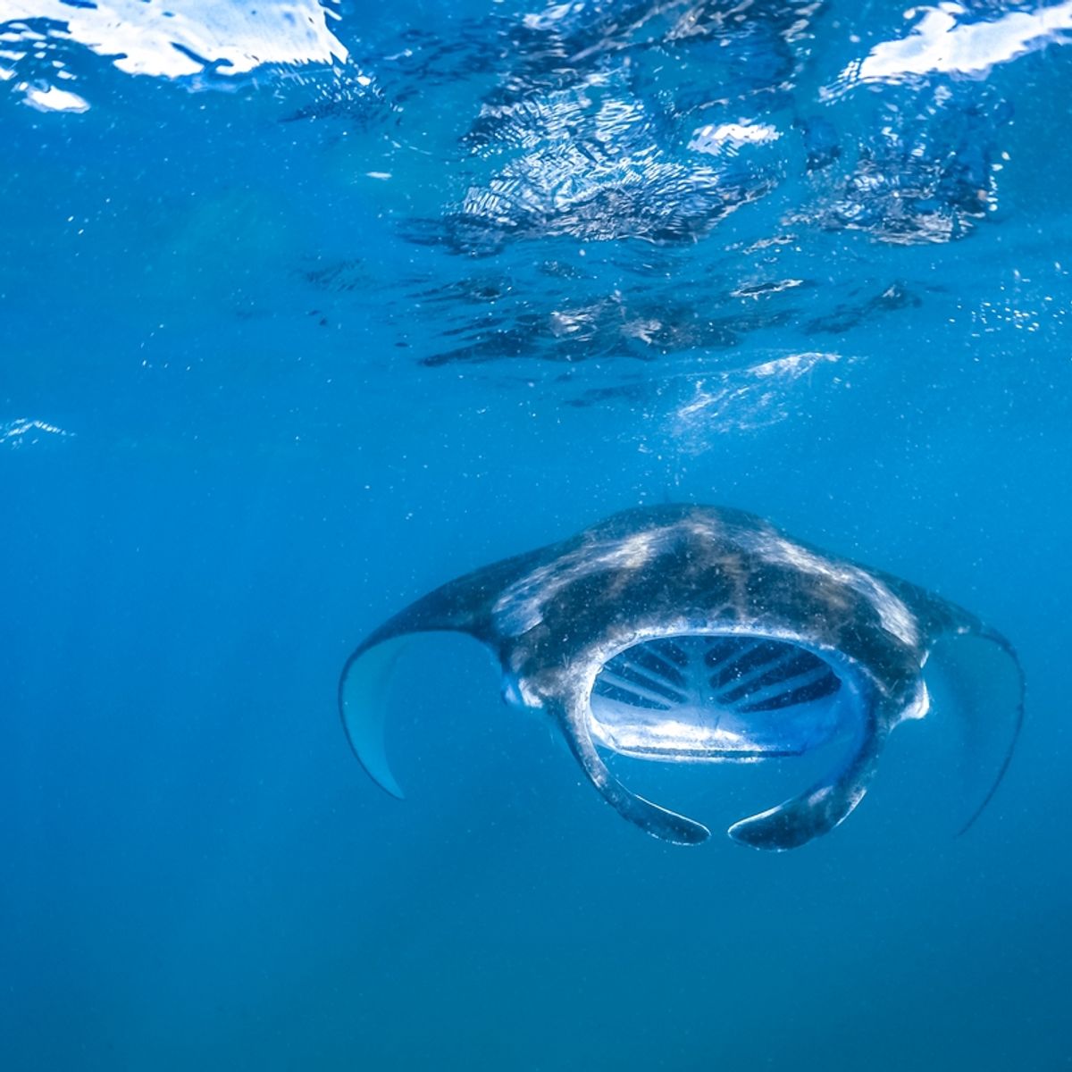 Baa Atoll Maldives: UNESCO Beauty, Mantas, and Mindful Luxury