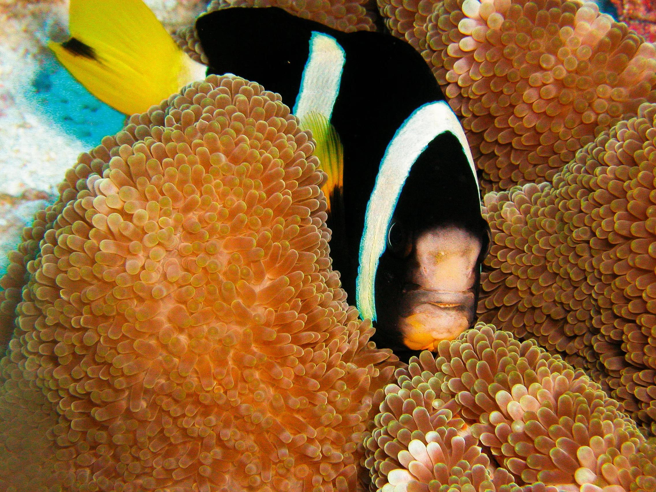 A clownfish sheltering within the tentacles of a sea anemone on the reef