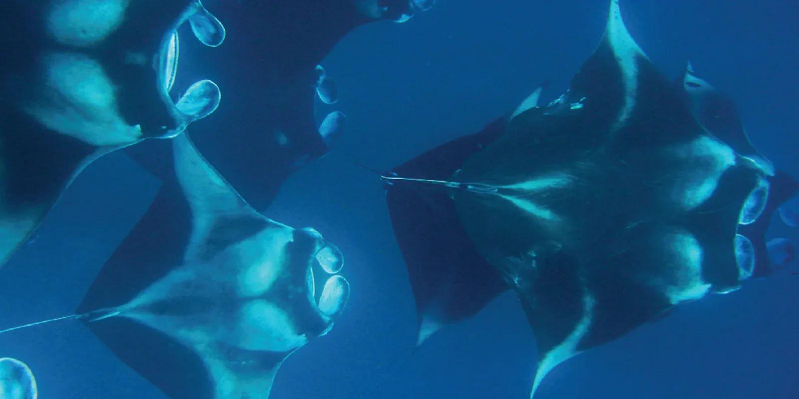 Hanifaru Bay, the UNESCO-protected manta and whale shark feeding site near Milaidhoo.
