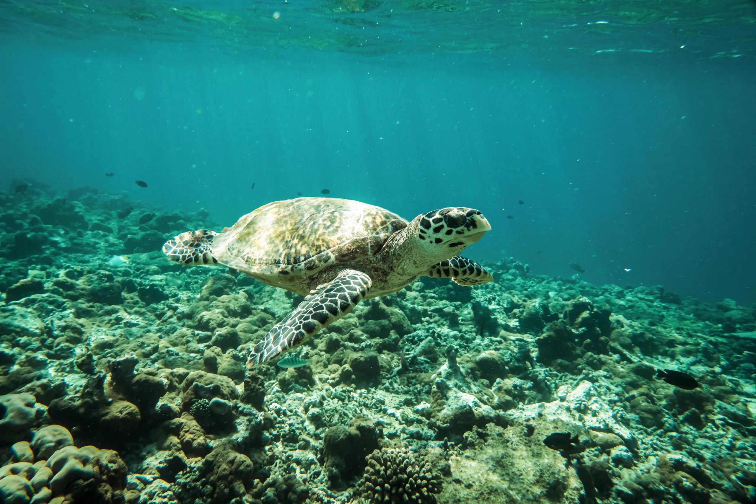 A hawksbill turtle swimming just above a coral reef, small reef fish scattered around it