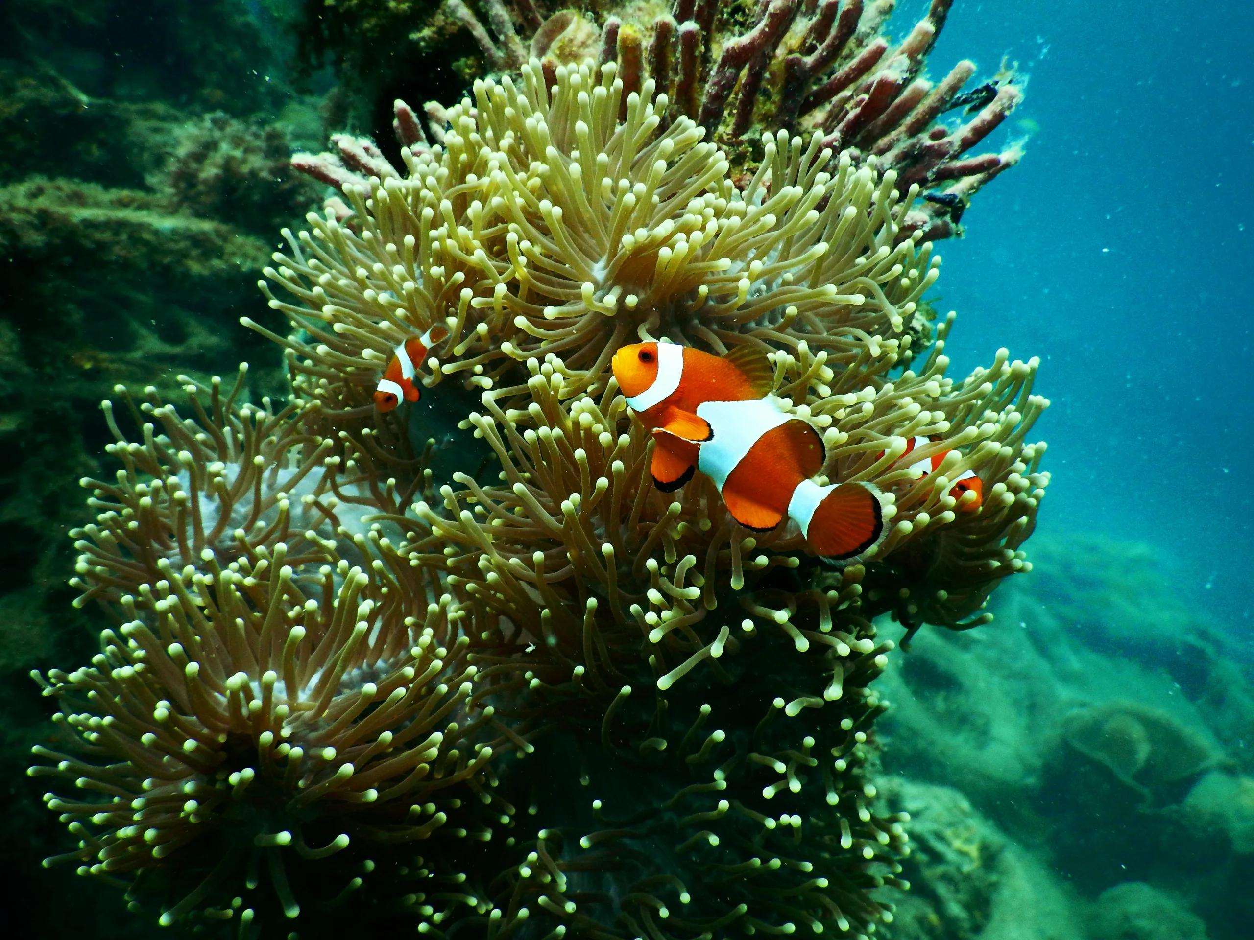 Clownfish sheltering among the tentacles of a sea anemone on the reef