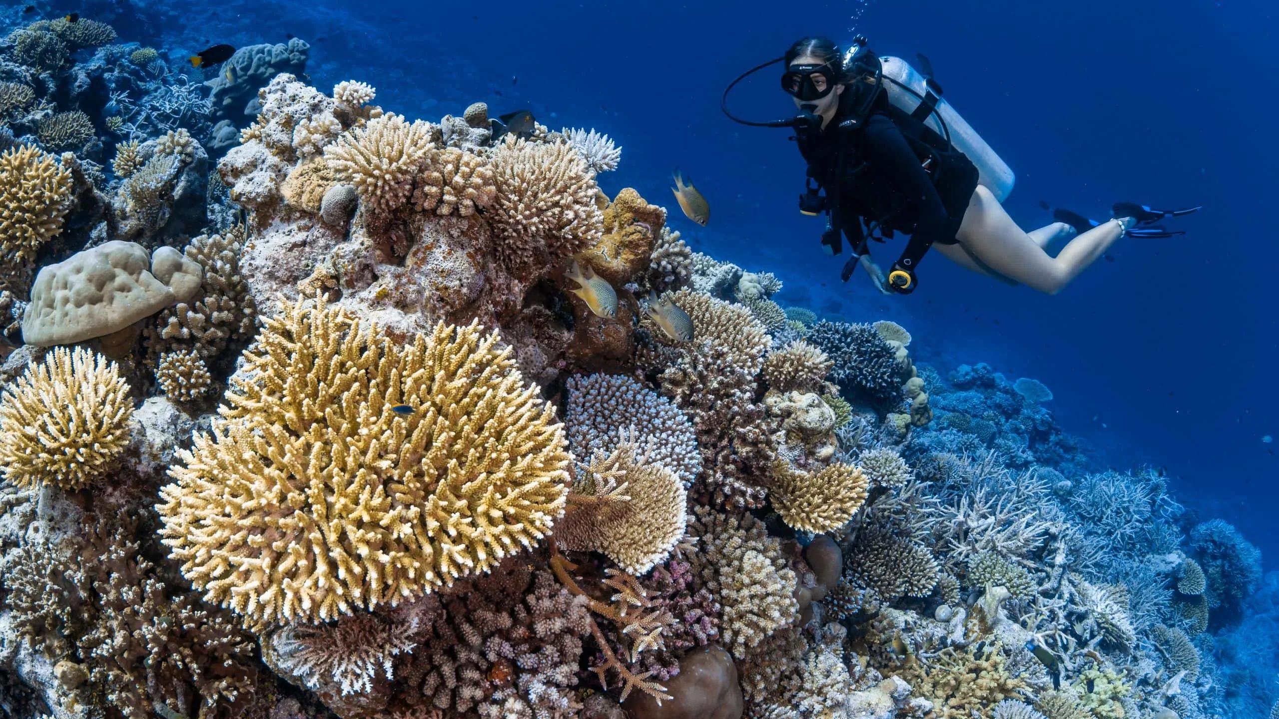 A diver alongside a coral formation on Hadahaa's house reef, reef fish scattered around the coral