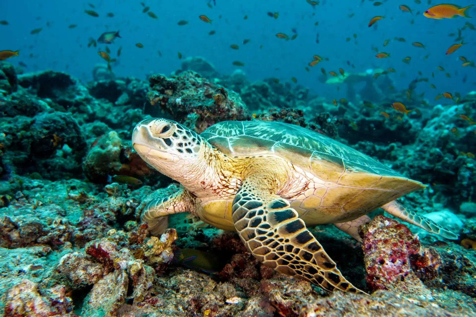 A green turtle resting on coral on Kuramathi's house reef, with reef fish swimming past