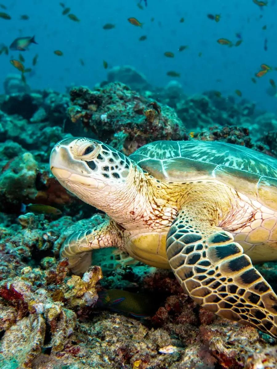 A green turtle resting on coral on Kuramathi's house reef, with reef fish swimming past
