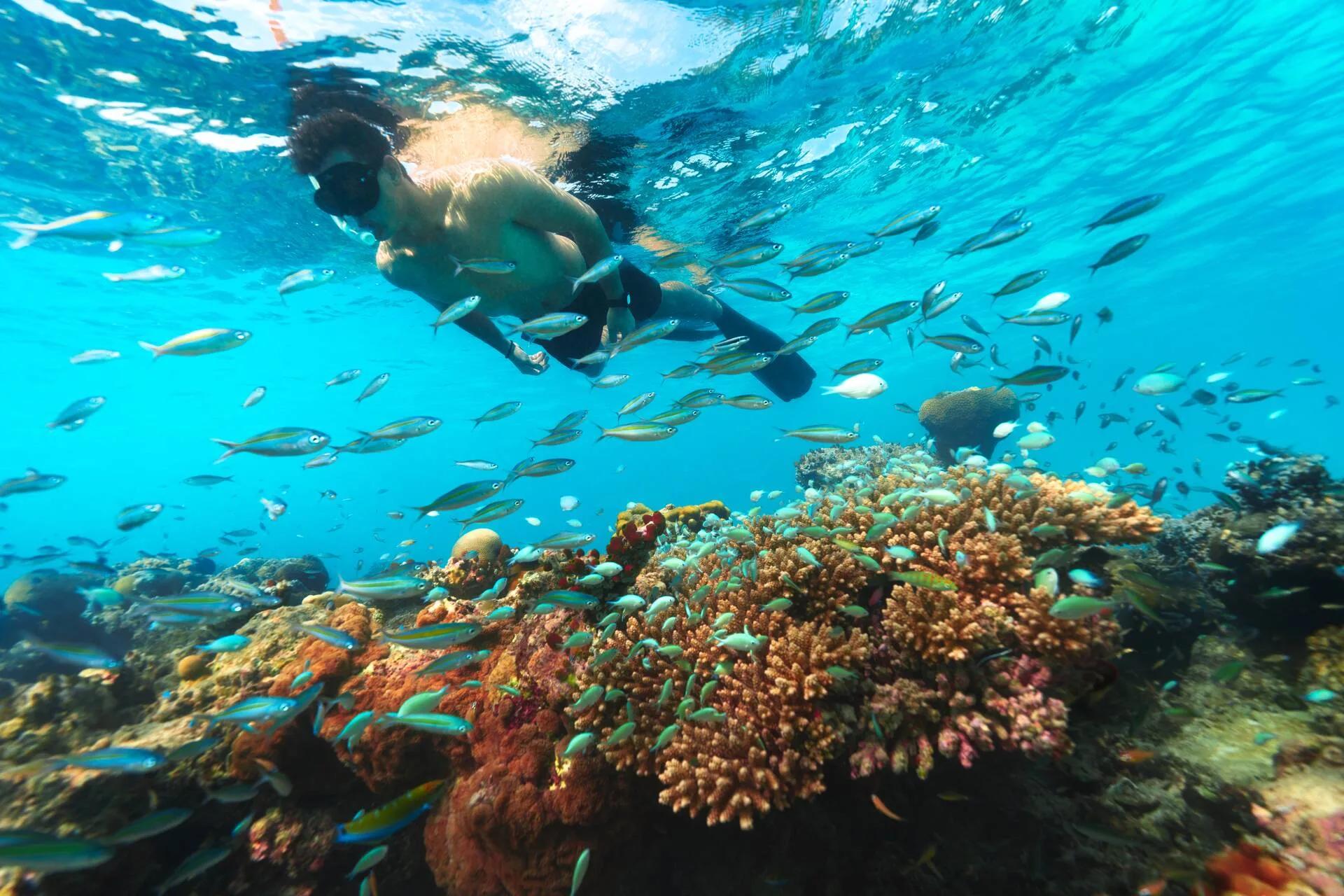 A snorkeller swimming over a coral reef thick with reef fish near The Standard's house reef