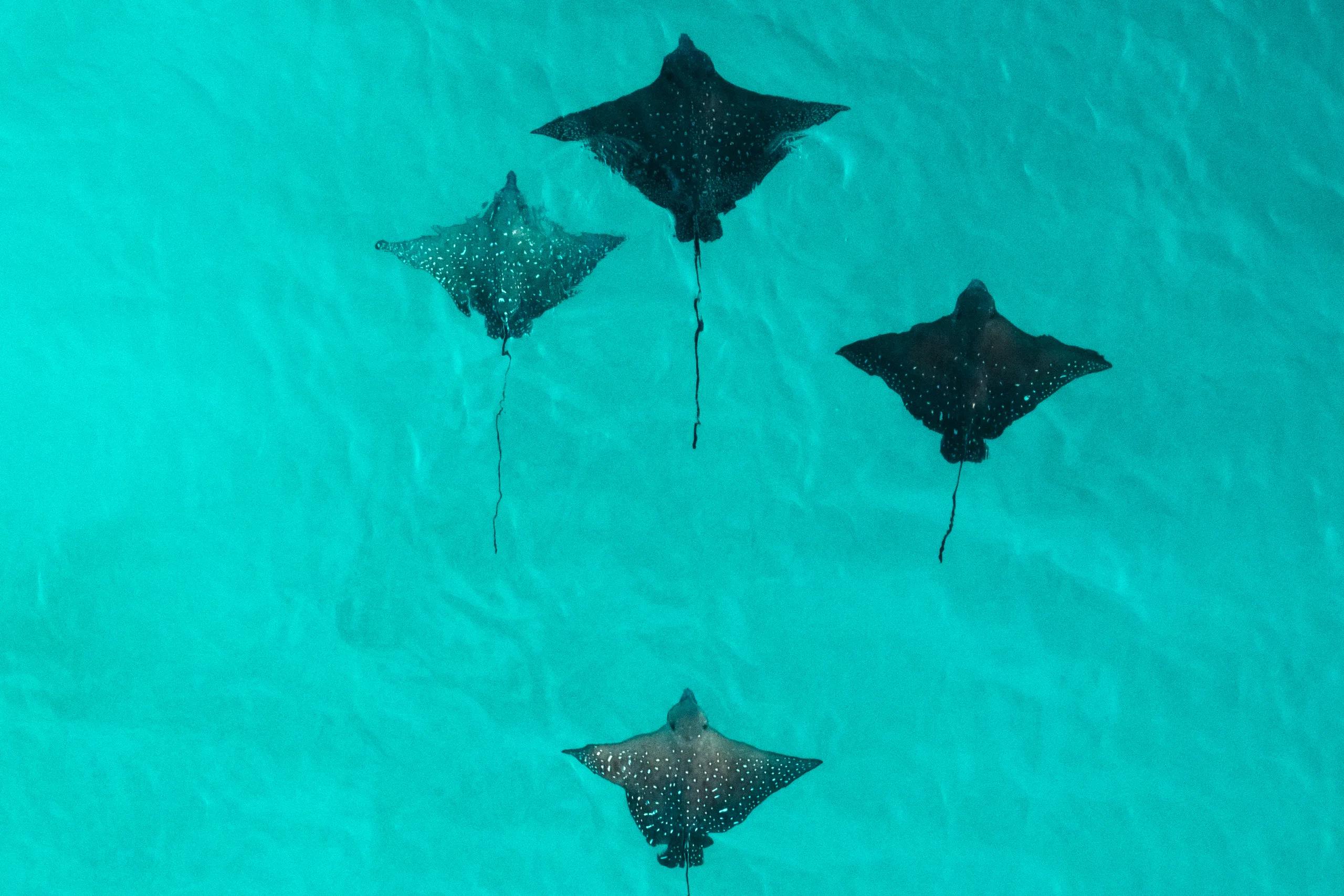 Four stingrays seen from directly above, gliding over the shallow turquoise lagoon