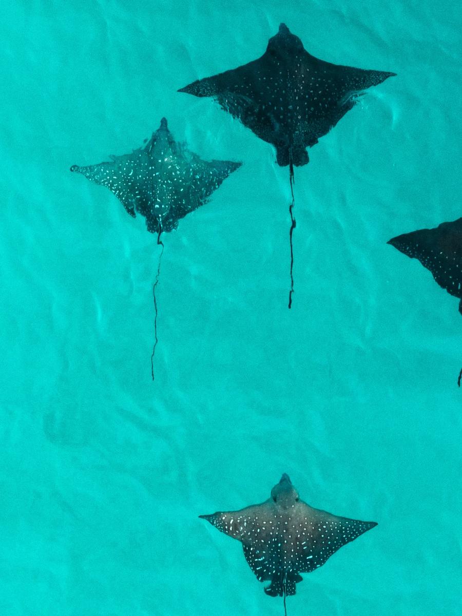 Four stingrays seen from directly above, gliding over the shallow turquoise lagoon