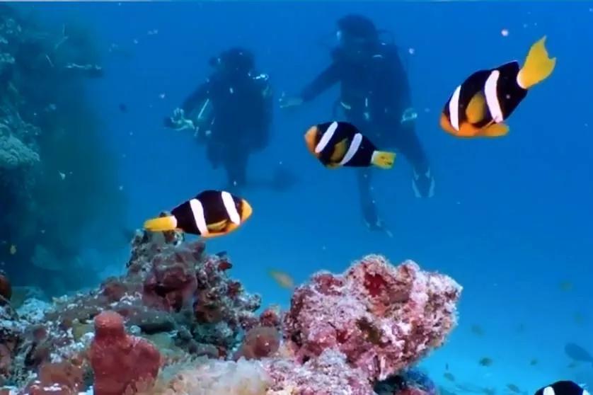Two scuba divers approaching a reef with clownfish in the foreground