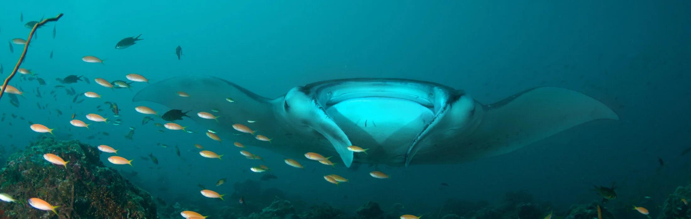 A manta ray swimming over the reef near Diamonds Athuruga, South Ari Atoll