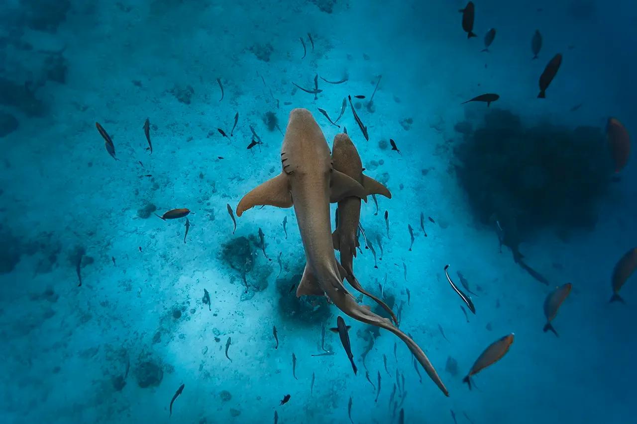 Nurse sharks and reef fish over the sandy lagoon floor near Meyyafushi