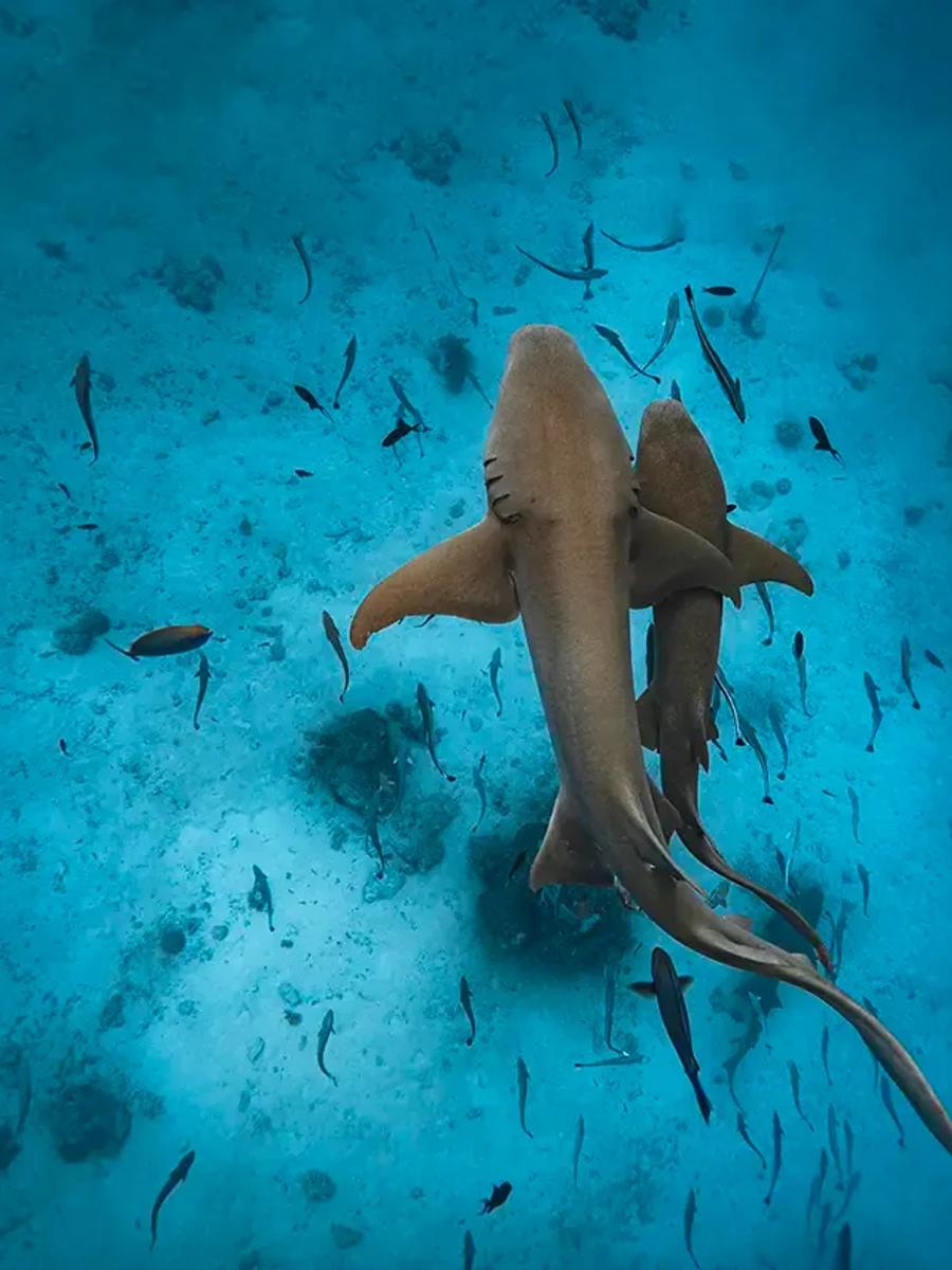 Nurse sharks and reef fish over the sandy lagoon floor near Meyyafushi