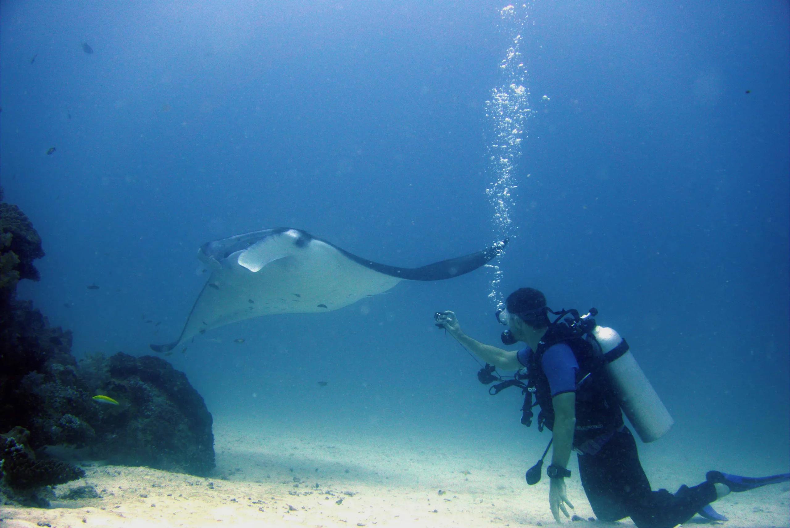 A manta ray photographed by Gili Lankanfushi's dive team near Manta Point