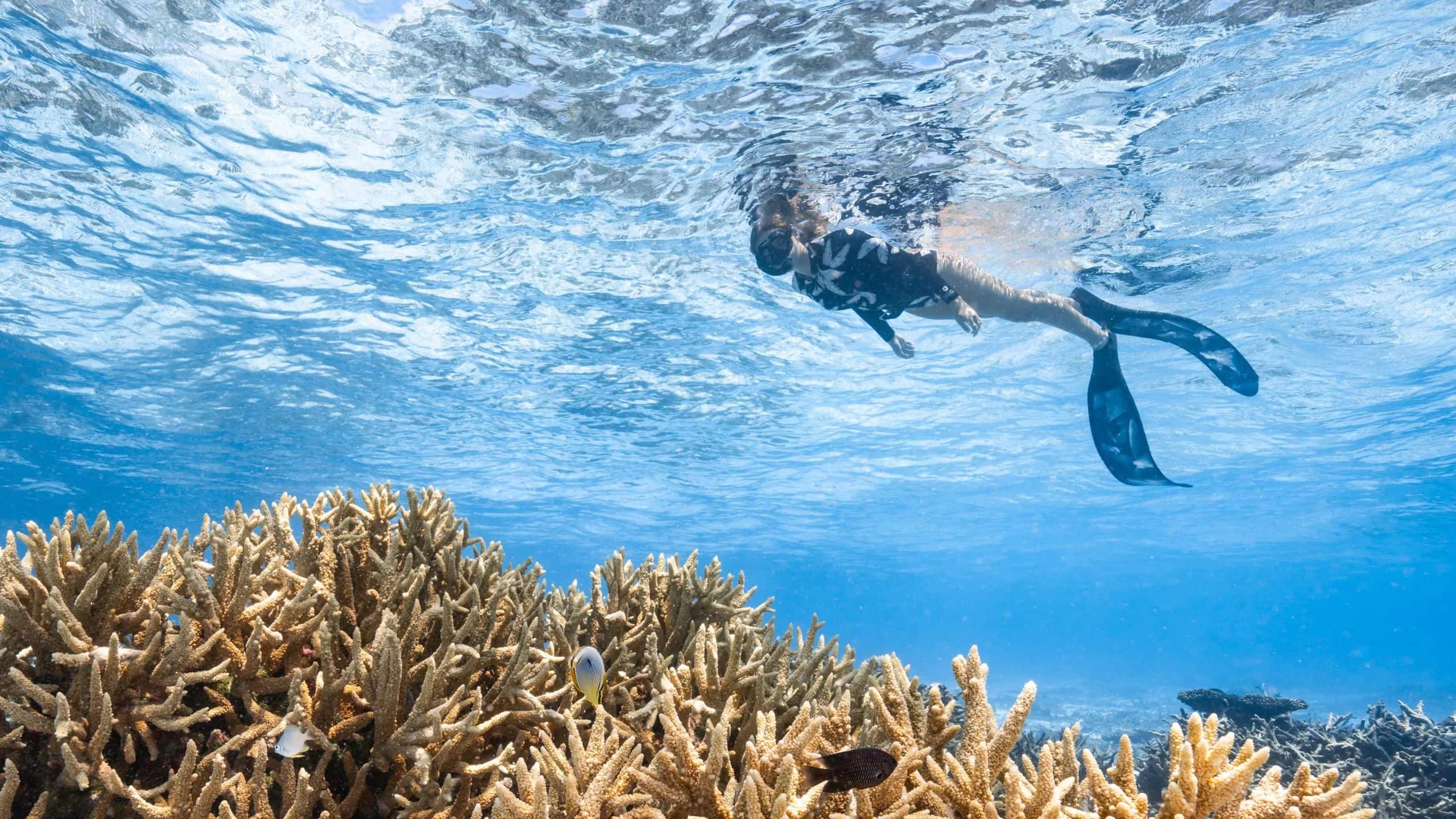 A snorkeller swimming down toward a coral formation on Hadahaa's house reef