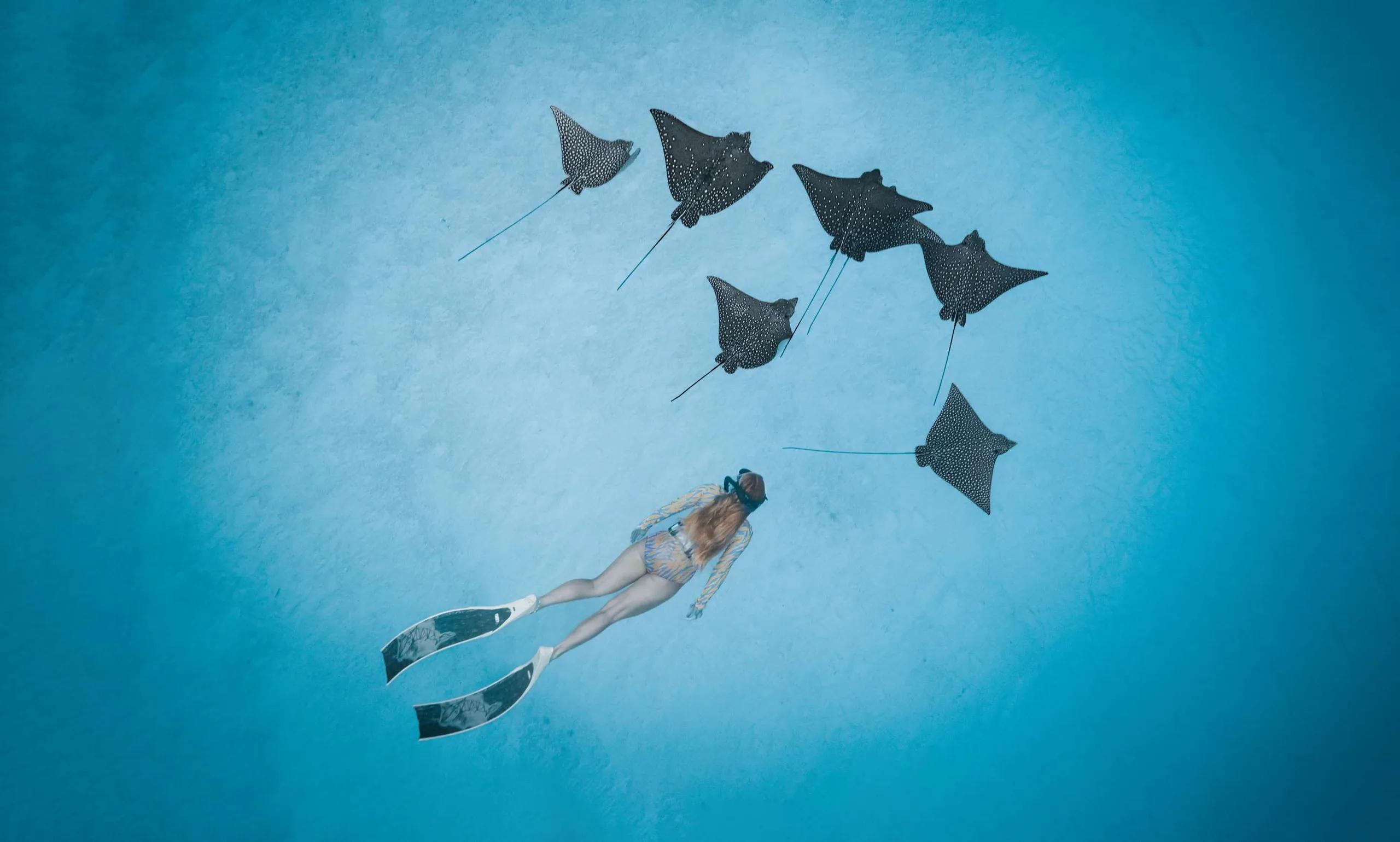 A snorkeller trailing a group of spotted eagle rays over a sandy seabed near Radisson Blu Resort Maldives