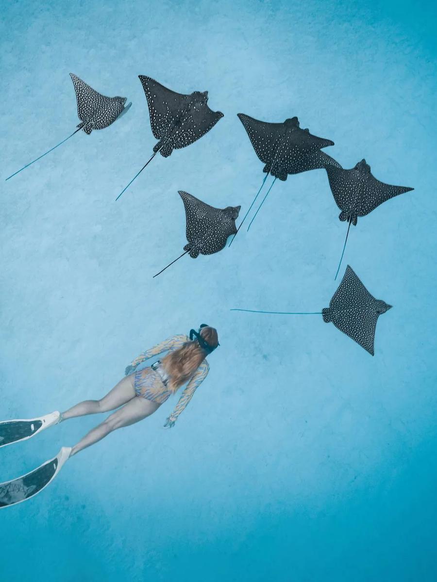 A snorkeller trailing a group of spotted eagle rays over a sandy seabed near Radisson Blu Resort Maldives