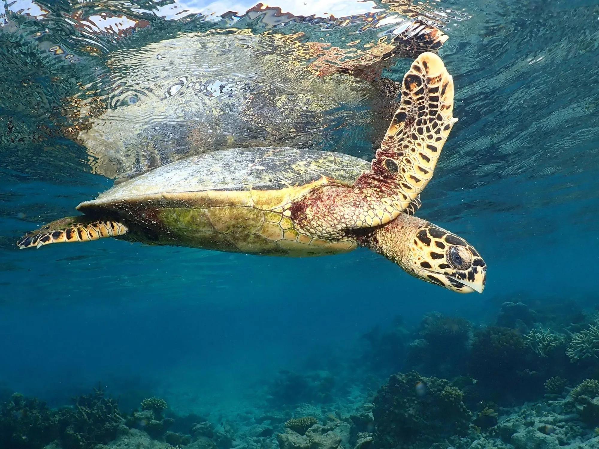A hawksbill turtle surfacing in the waters around ananea Madivaru