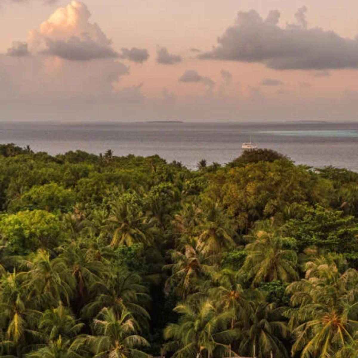 Flying Sauces' treetop dining platform rising above the jungle canopy at dusk, reached by a spiral staircase, with the ocean and a passing boat visible beyond