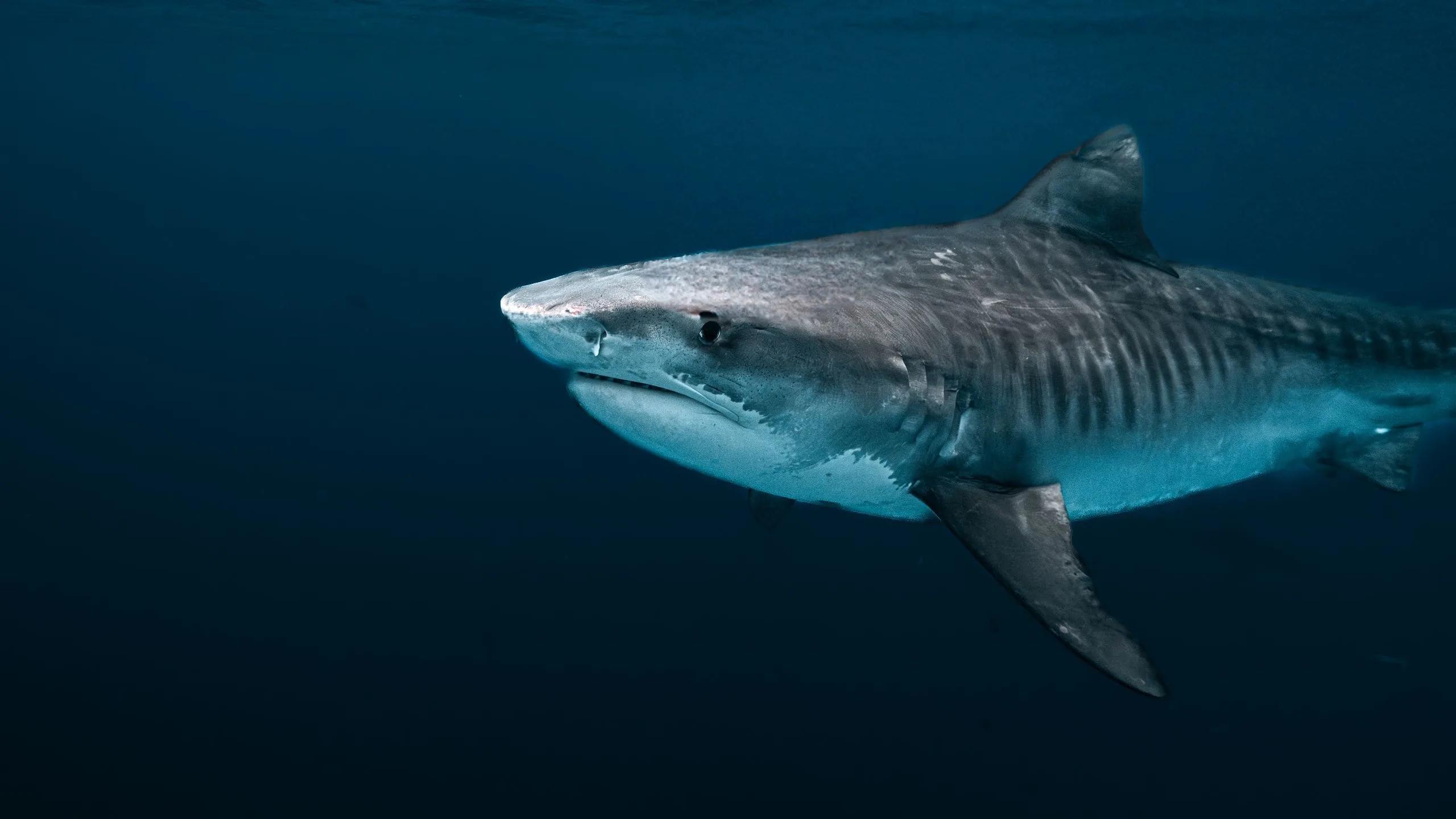 A tiger shark swimming close to the camera in open water near Hadahaa