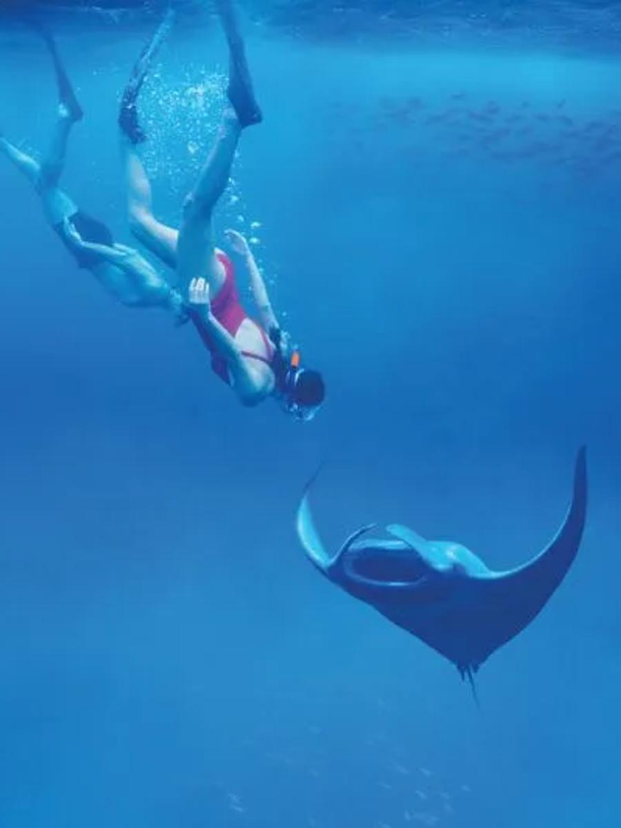 A snorkeller swimming alongside a manta ray near Anantara Kihavah's house reef