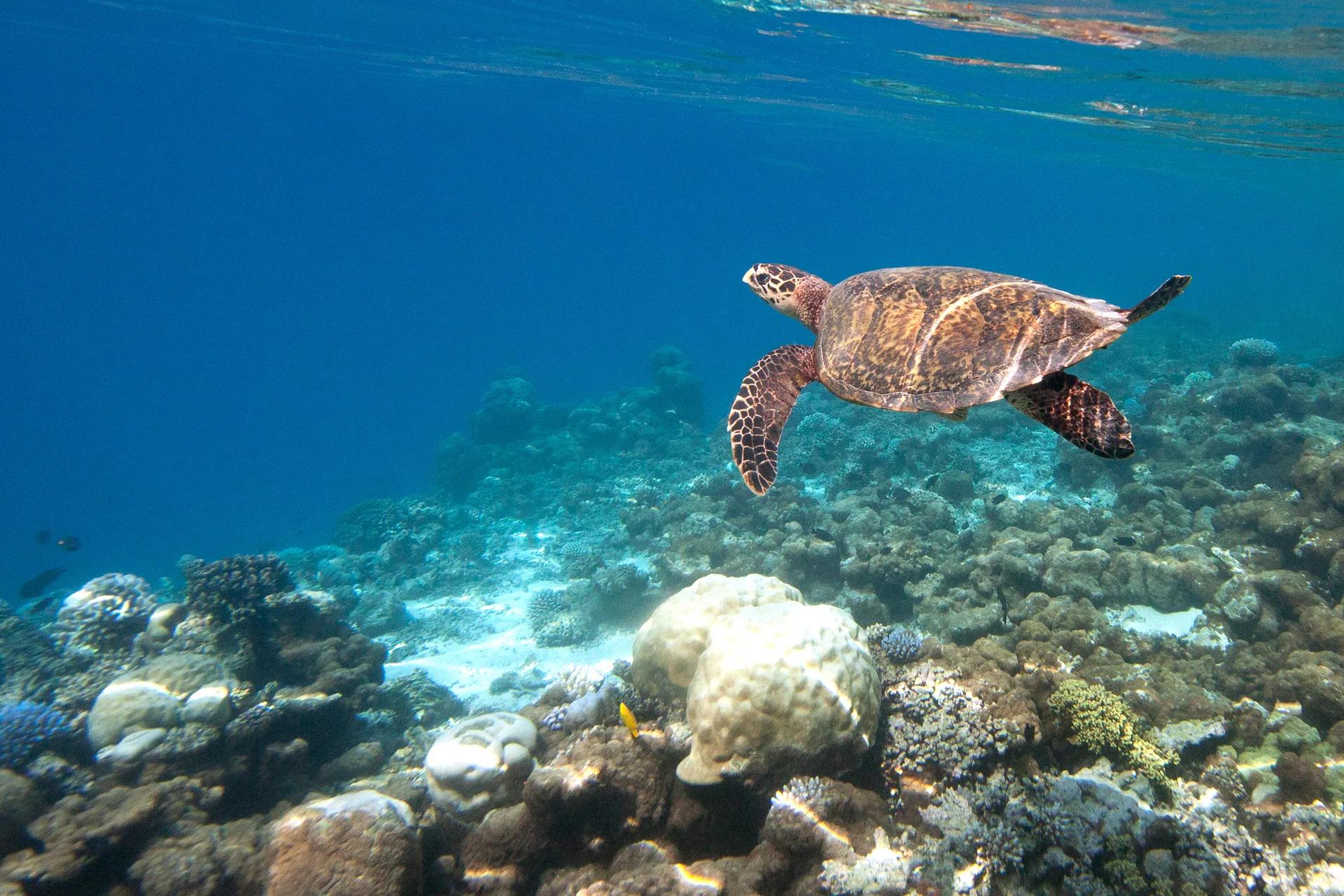 A Hawksbill turtle swimming over the reef