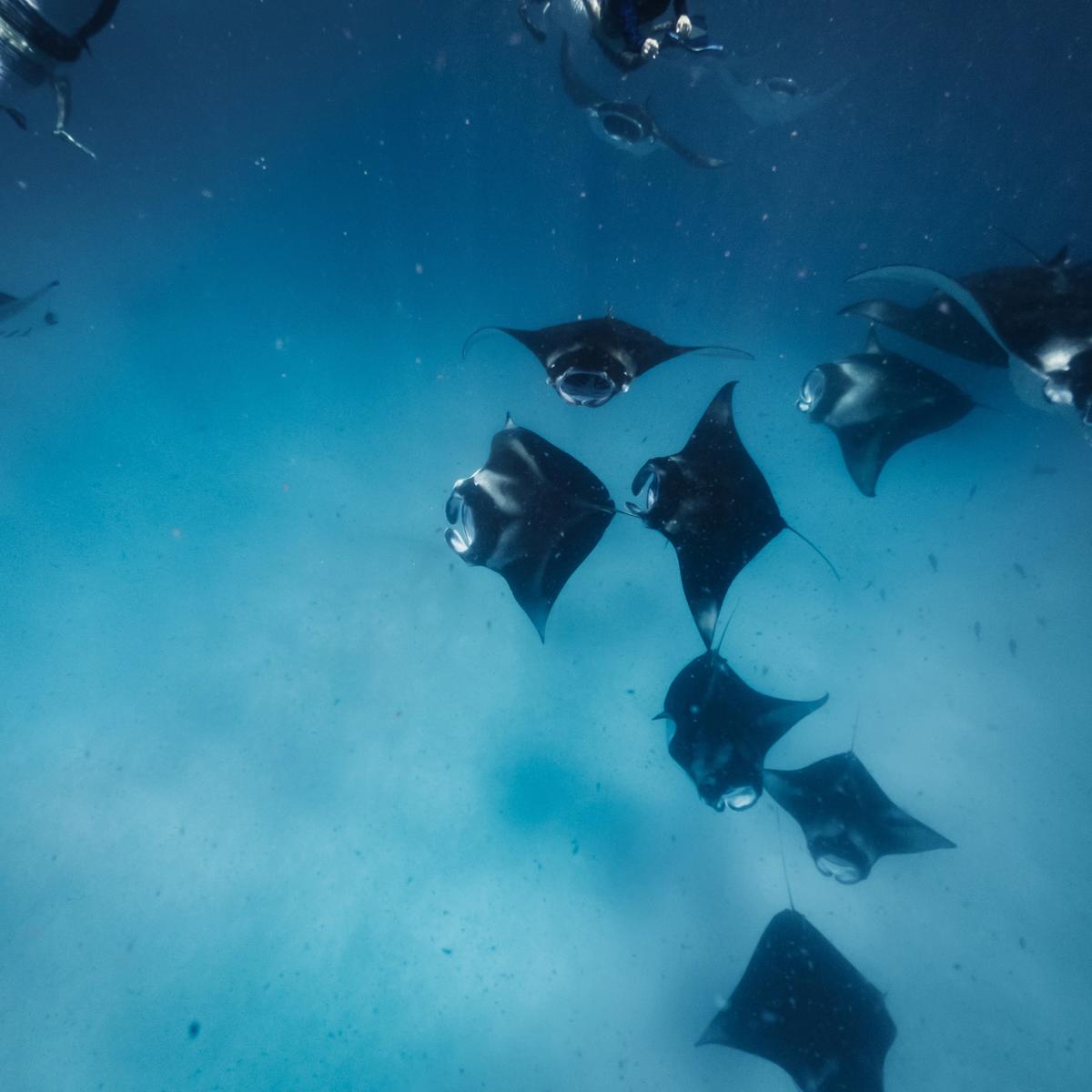Maldives Manta Rays: When and Where to See the Ocean's Gentle Giants