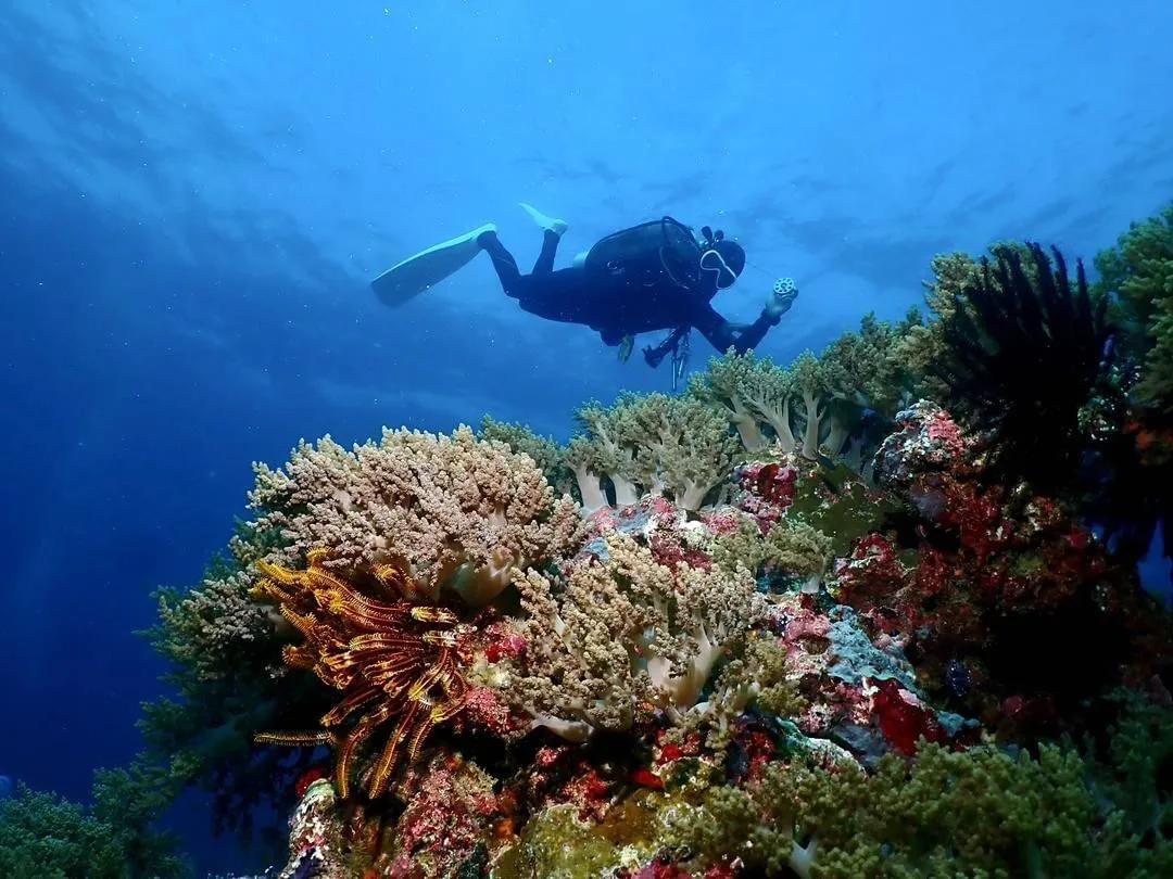 A diver over ananea Madivaru's coral gardens — reef sharks, mantas and turtles are cited among the resident marine life