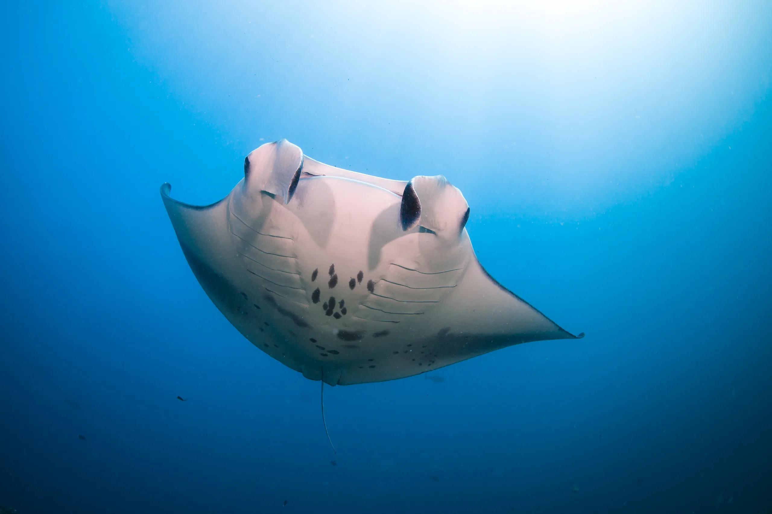 A manta ray gliding directly toward the camera underwater, its wingspan open against clear blue water.