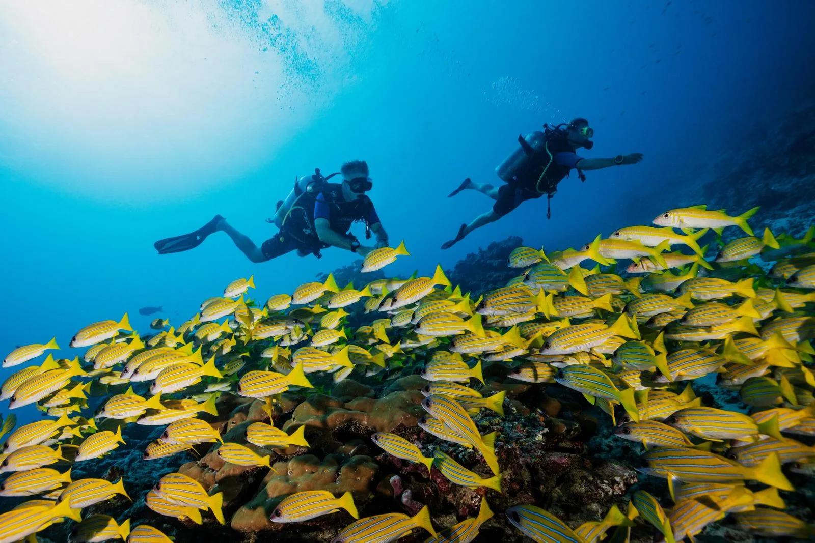 Two scuba divers swimming above a dense school of striped snapper on a coral reef near One&Only Reethi Rah