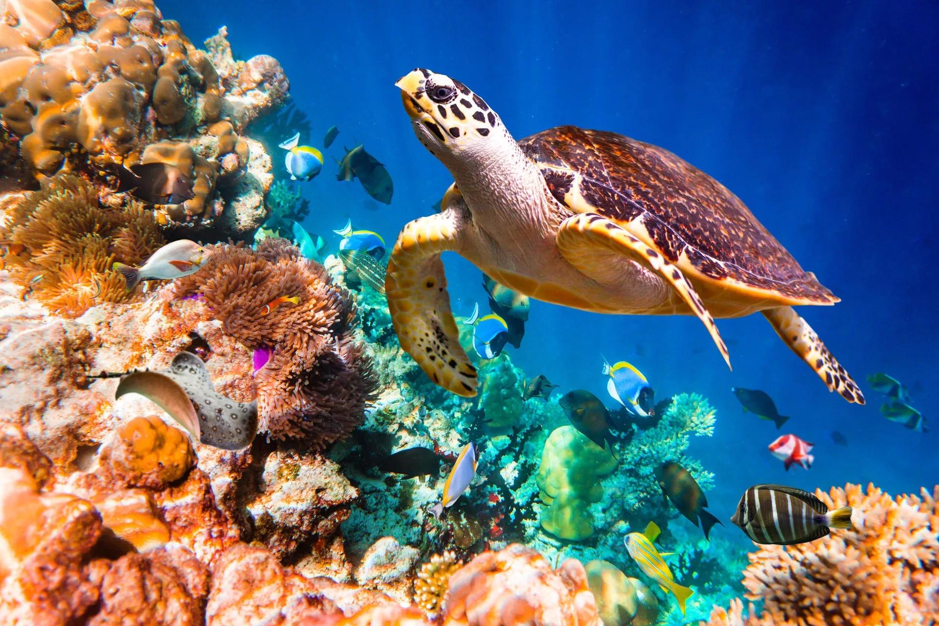 Diving and surfing off You & Me Maldives, near the resort's renowned Raa Atoll coastline