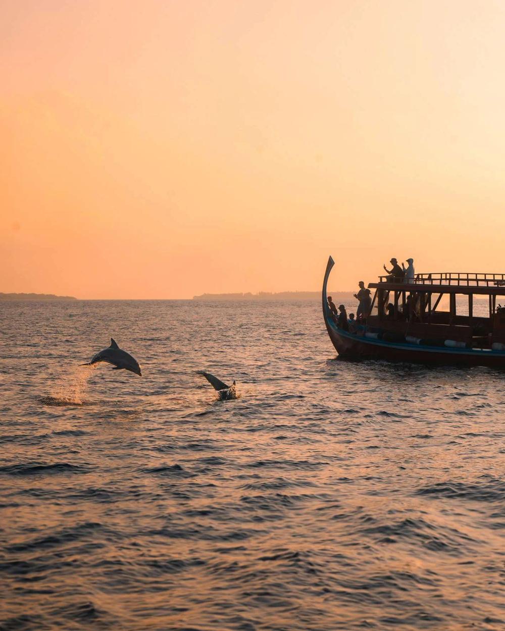 Dolphins leaping beside a traditional dhoni boat at sunset near Hideaway Beach Resort & Spa