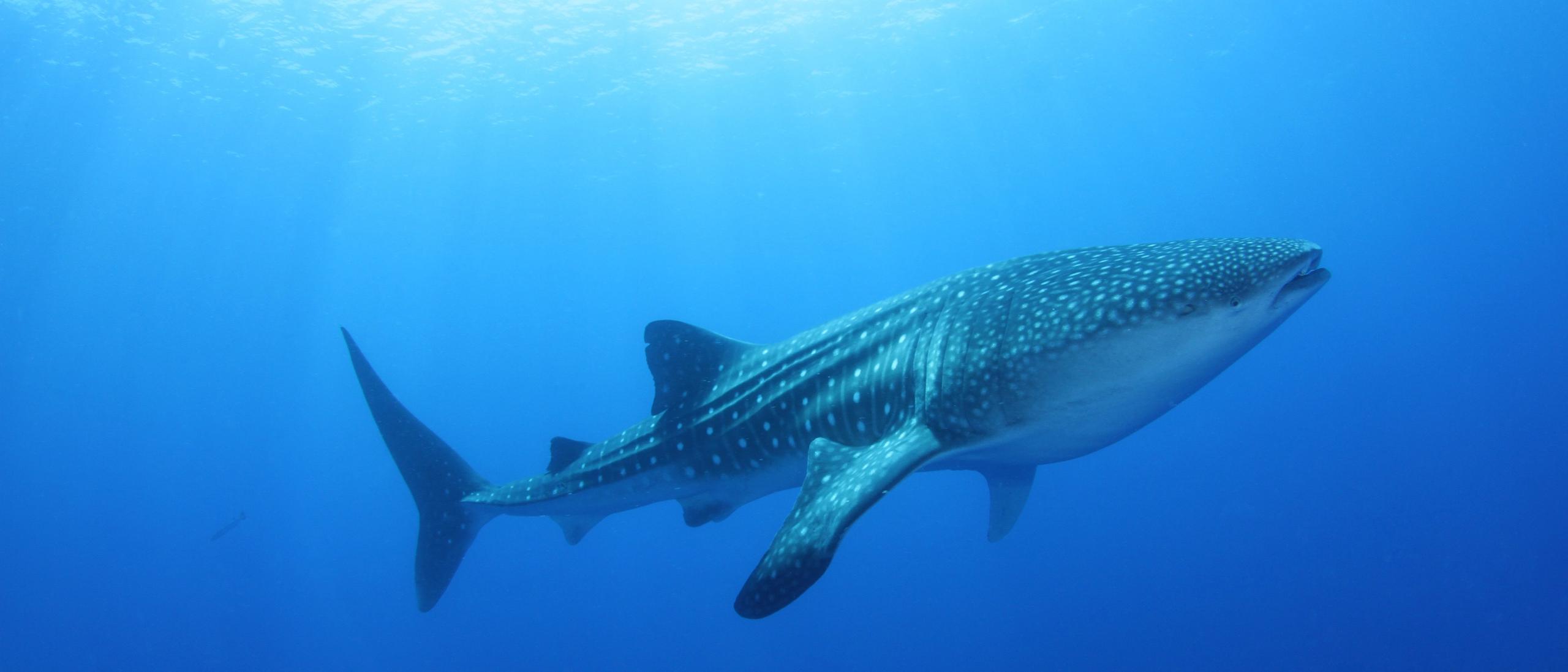 Maldives Whale Shark Guide: Where Wonder Meets the Deep Blue