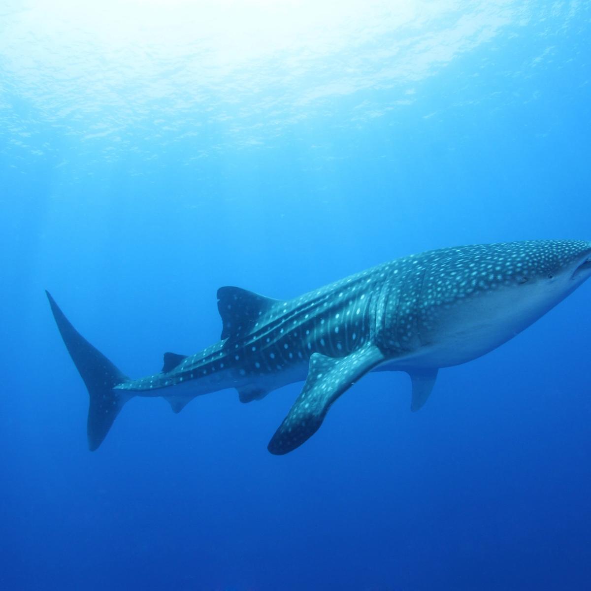 Maldives Whale Shark Guide: Where Wonder Meets the Deep Blue