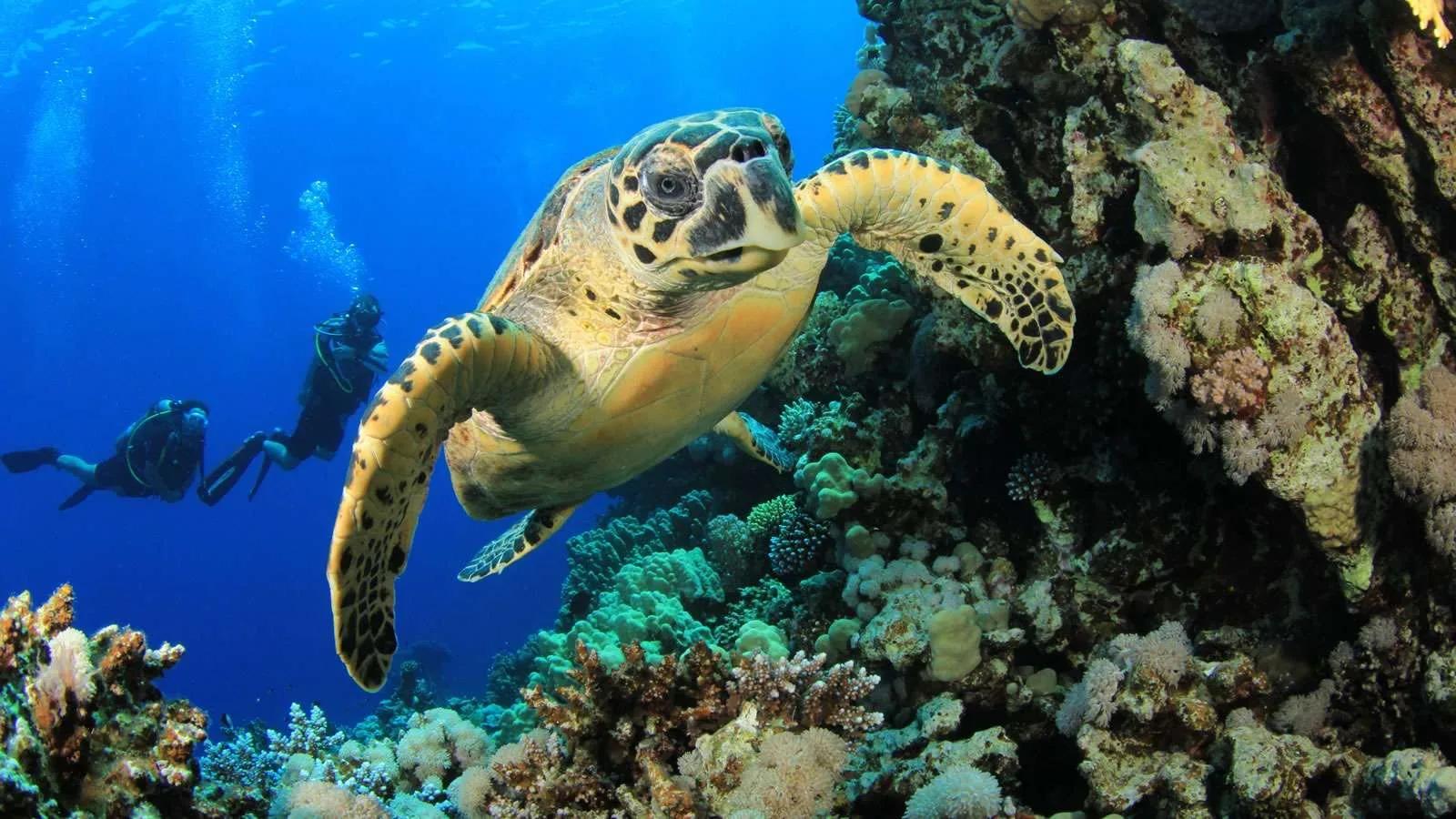 A hawksbill turtle gliding past the reef with two divers visible in the background