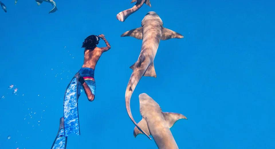 A snorkeller swimming alongside nurse sharks on a guided excursion